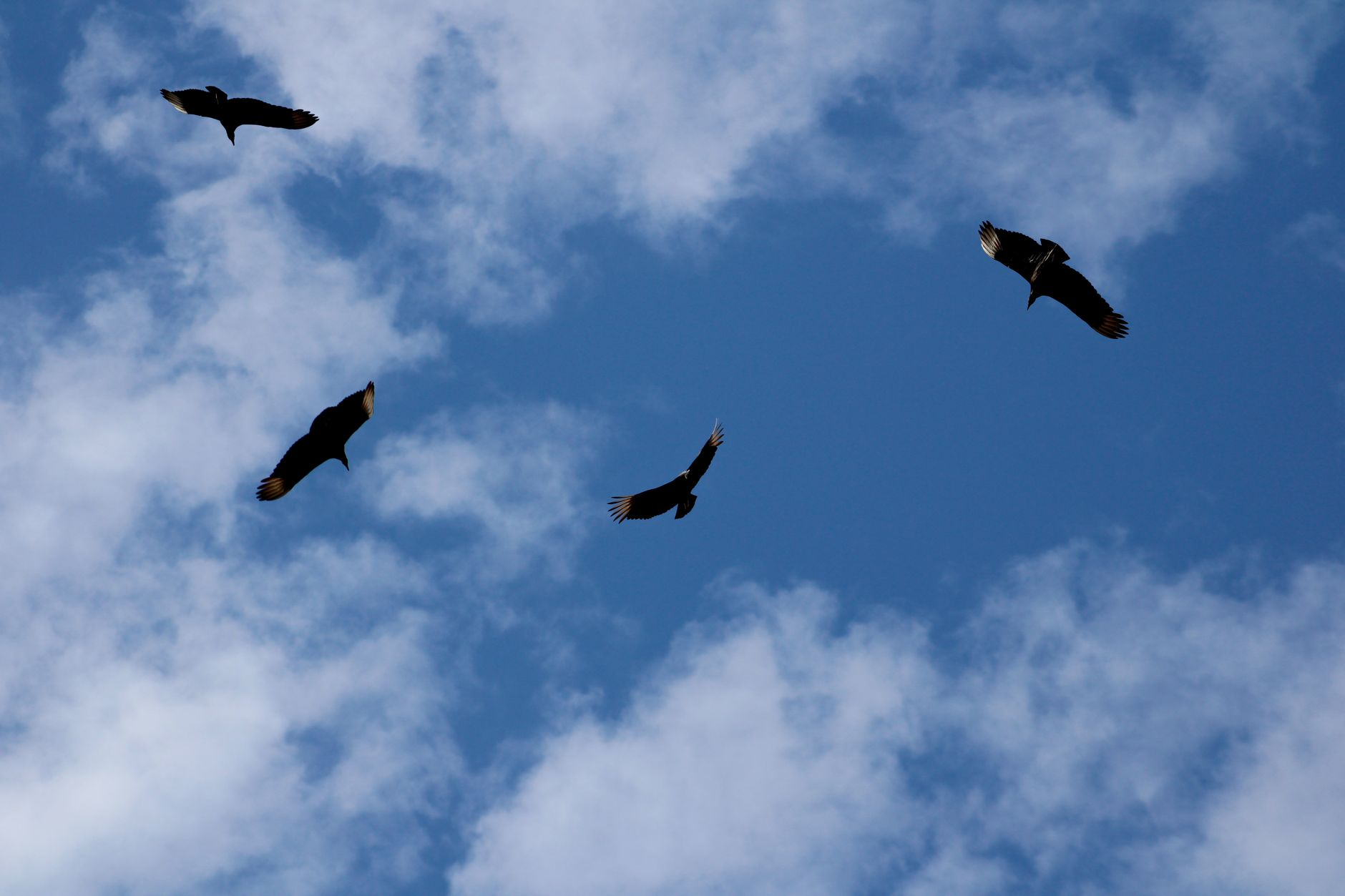 birds soar in clear blue sky with clouds